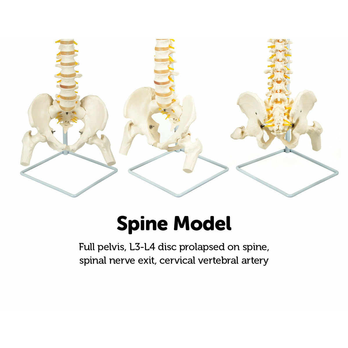 Life Size Flexible Vertebral Spine Pelvis & Femur Skeleton Model Anatomy Model