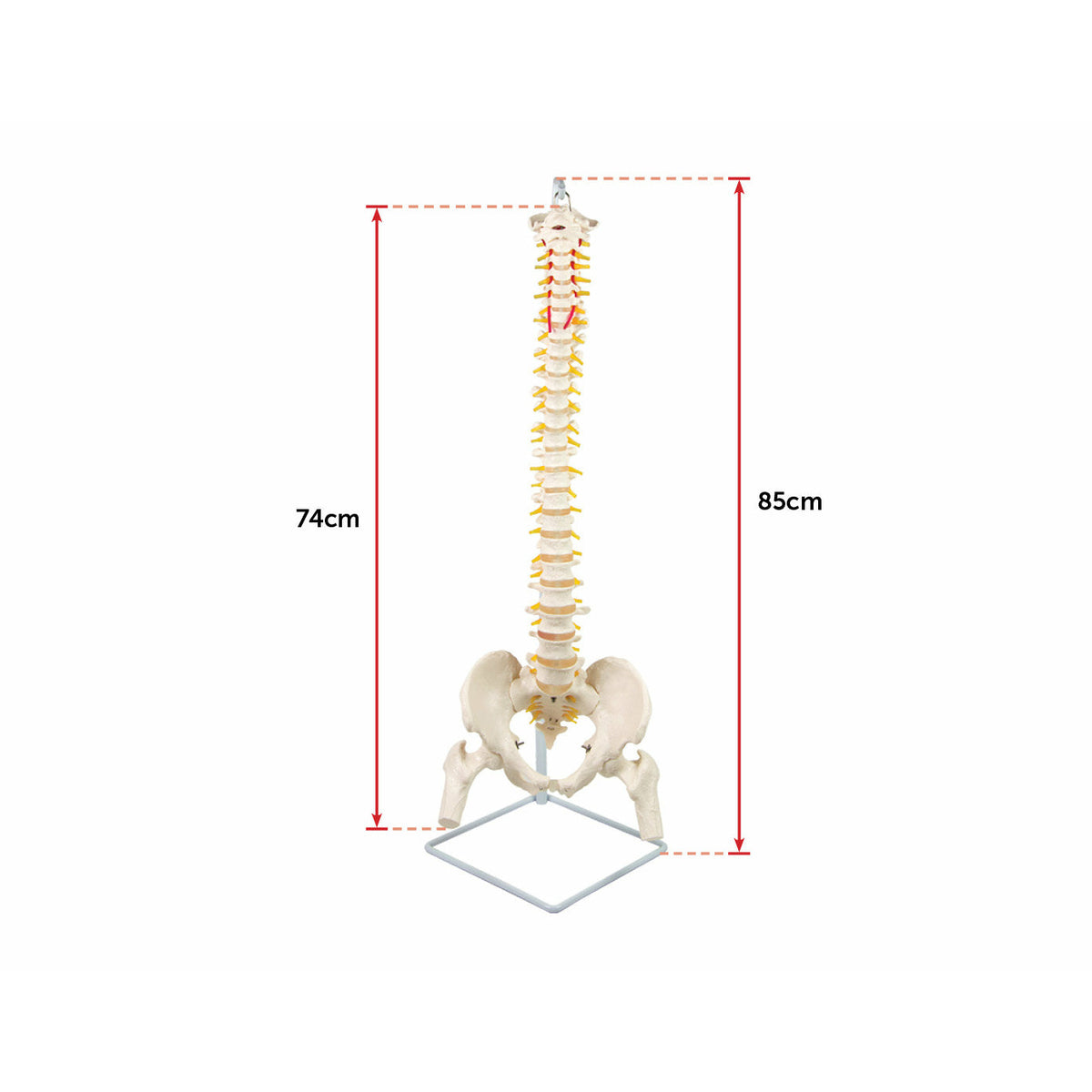 Life Size Flexible Vertebral Spine Pelvis & Femur Skeleton Model Anatomy Model