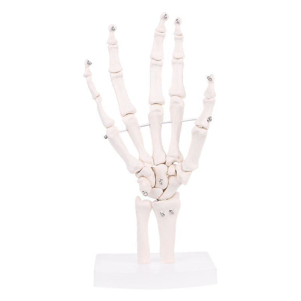 Hand Joint Anatomical Skeleton Model Human Anatomy Study Tool