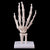 Hand Joint Anatomical Skeleton Model Human Anatomy Study Tool