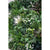 UV Stabilized Green Forest Select Range Vertical Garden 100cm X 100cm