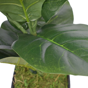 Dense Fiddle Leaf Fig Tree 70cm