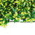 10x Marlow Artificial Boxwood Hedge Fence Fake Vertical Garden Green Outdoor