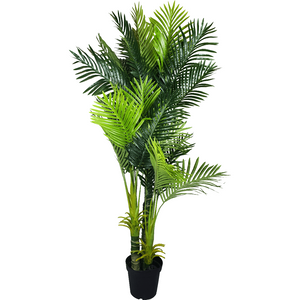Multi Trunk Hawaii Palm 180cm