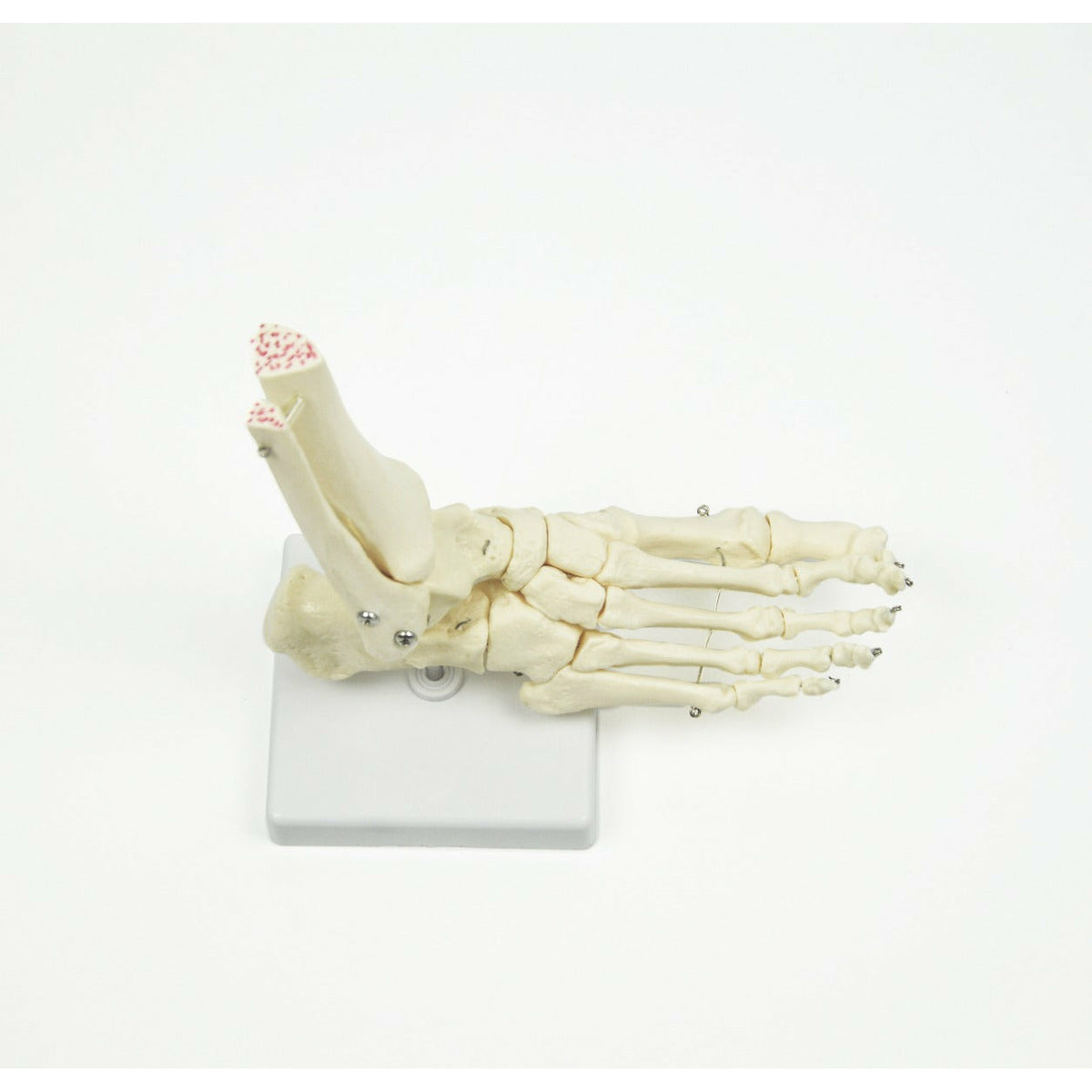 Life Size Foot Joint Anatomical Model Skeleton